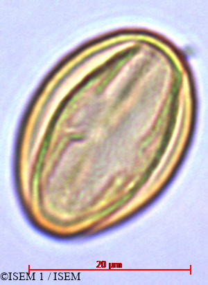 ISEM 1/Lobelia_urens_29421/Lobelia_urens_29421_0006(copy).jpg